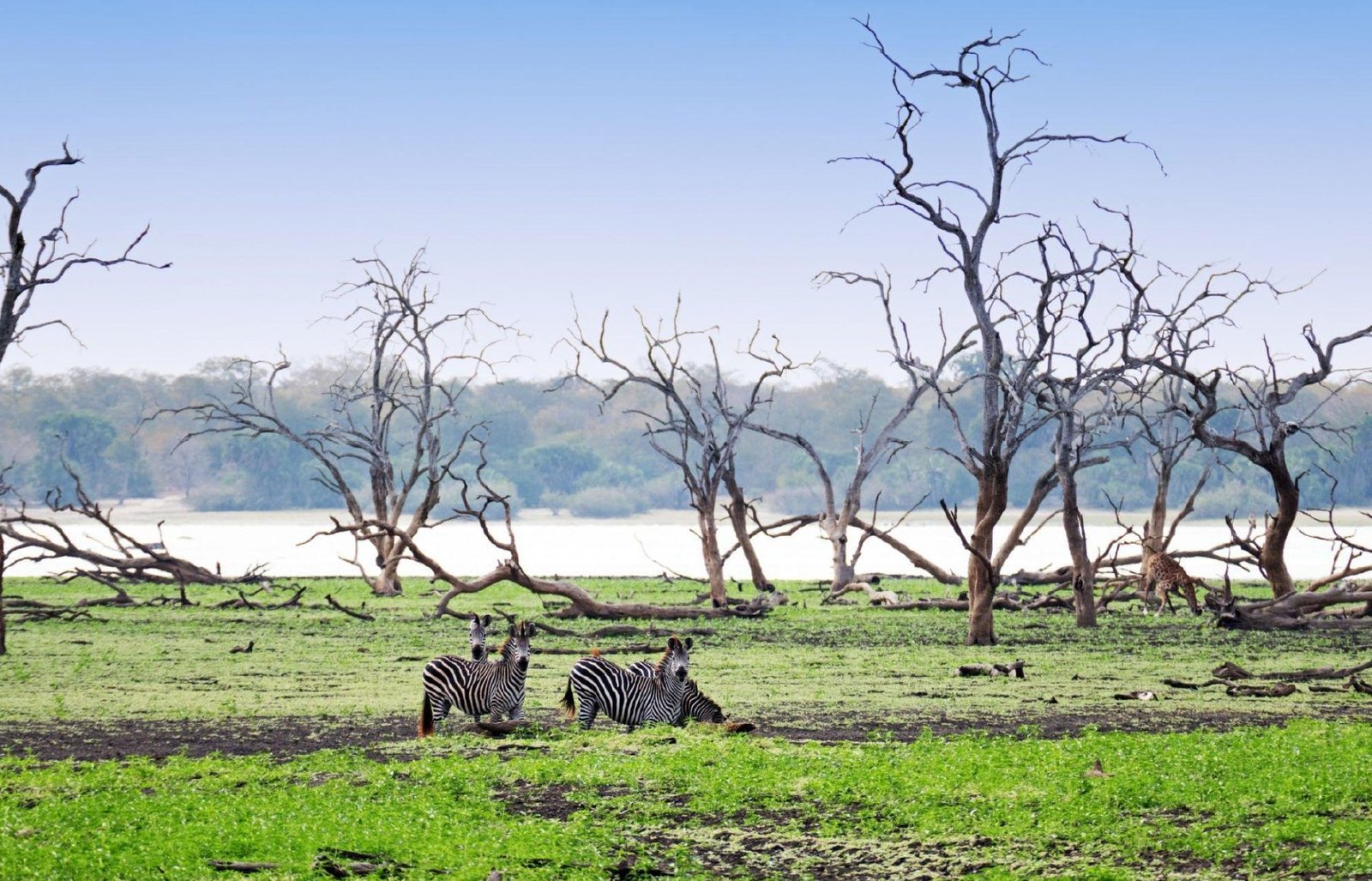 Selous02